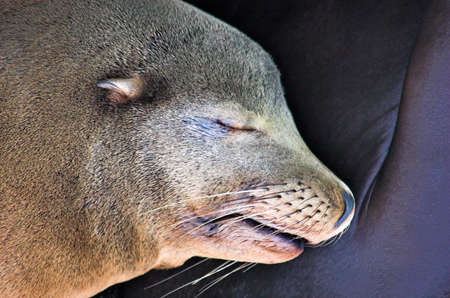 A sleeping California Sealion (Zalophus californianus).