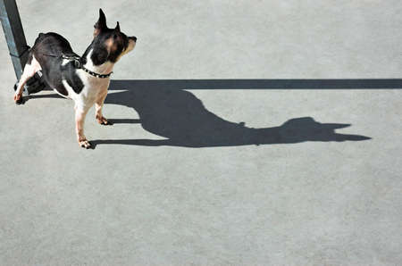 A black and white terrier watching another dog.の写真素材