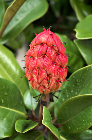 The scarlet fruit cone of a Southern Magnolia (Magnolia grandiflora), photographed on a rainy day.の写真素材