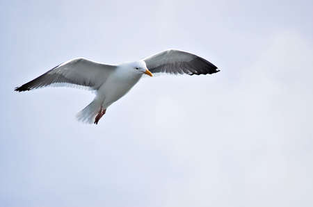 A single seagull flying.