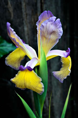A closeup of a James Julius iris blossom.