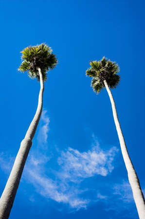 Two very tall palm trees against a blue skyの写真素材