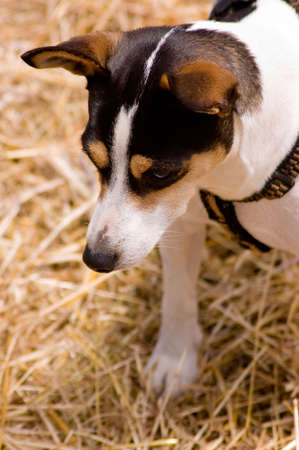 A terrier with his attention focused on something moving in the hayの写真素材