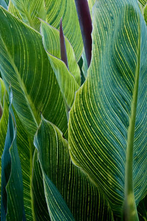 Big leaves of a striped canna plantの写真素材