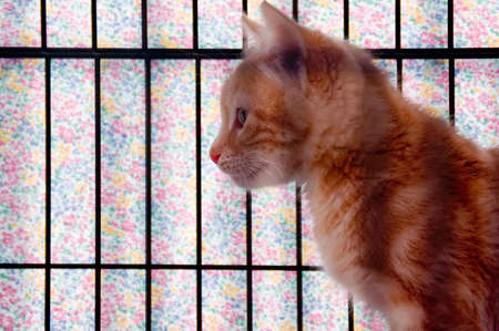 An orange striped kitten in a cage that is covered with pastel gingham cloth.の写真素材