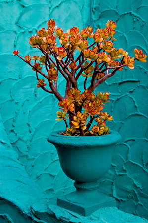 A jade plant, leaves tipped with red from the sun, photographed against a aqua blue wall.の写真素材
