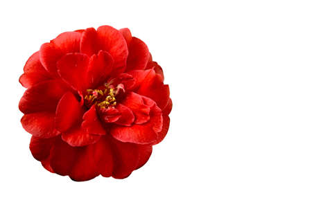 Beautiful red camellia on a white background with space for copyの写真素材