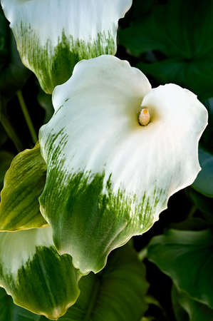 Flower or inflorescence of a variety of Zantedeschia aethiopica known as Green Goddess Calla.の写真素材