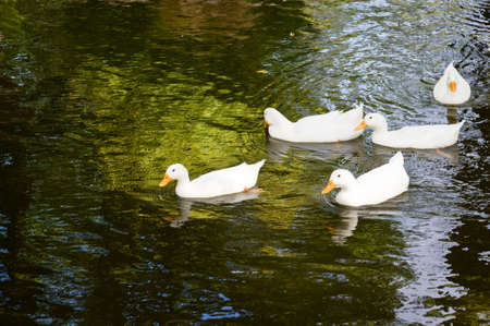 Five white ducks swimming in a sparkling green pond.の写真素材