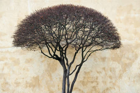 A leafless tree photographed against a marbled wallの写真素材