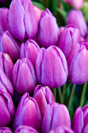 A bunch of lavender colored tulip budsの写真素材