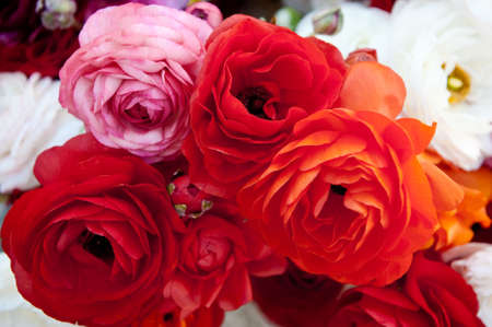 A bunch of brightly colored Tecolote ranunculus flowers.の写真素材
