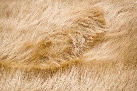 A whorl in a field of windswept dry grass