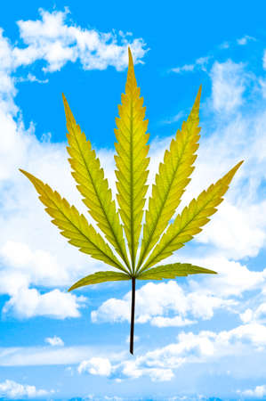A golden marijuana leaf on a cloudy blue sky backgroundの写真素材