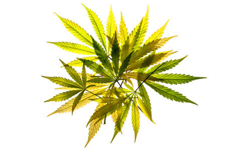 A pile of cannabis leaves on a white backgroundの写真素材