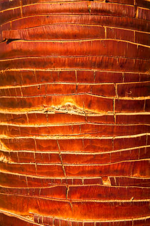 Closeup of the red, striped trunk of a palm treeの写真素材