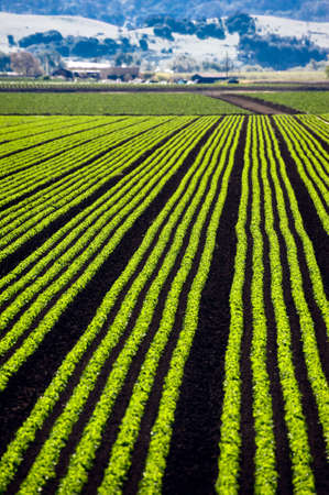 Rows of lettuce growing in the Parajo Valley of California