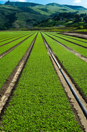 Rows of freshly planted spinach in the Parajo Valley of Californiaの写真素材