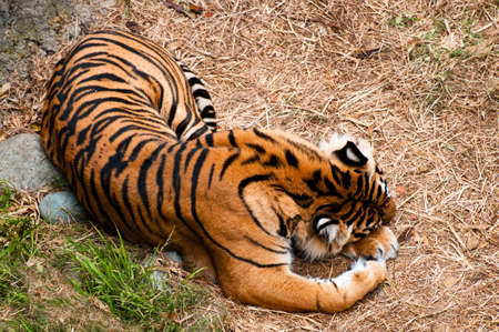 A tiger taking a nap on dry grassの写真素材