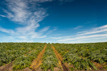 Field of artichoke plants (Cynara cardunculus) beneath a dramatic skyの写真素材