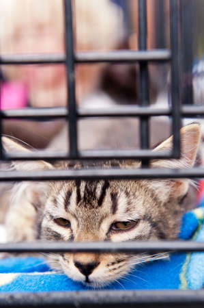 A tabby striped cat resting in a cageの写真素材