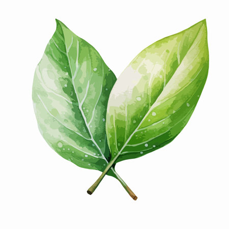Watercolor green leaves isolated on white background. Realistic vector illustration.のイラスト素材