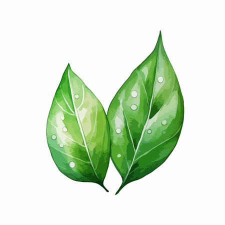 Watercolor green leaves on white background. Hand drawn vector illustration.のイラスト素材