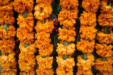 Orange marigold flowers arranged in a row. Orange marigold flowers.の写真素材