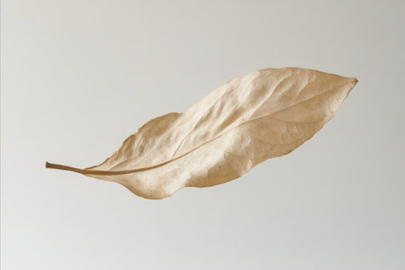 Dry leaf on a white background. Close-up shot.の写真素材