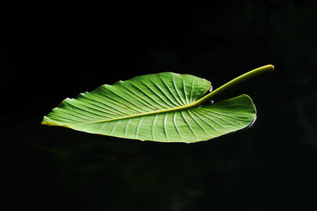 Green leaf of a water lily on a dark water background.の写真素材