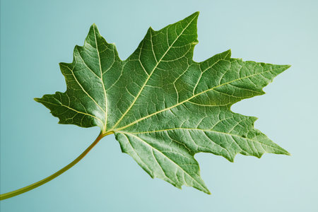 green leaf on a blue background, close-up, studio shot