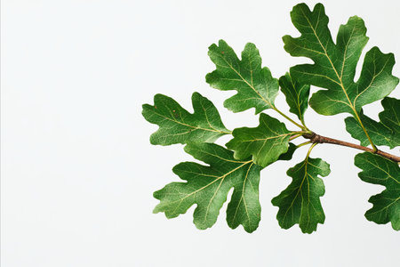 Green oak leaves isolated on white background with copy space for text.の写真素材