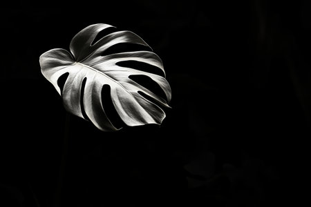 Monstera deliciosa leaf in black and white with dark background