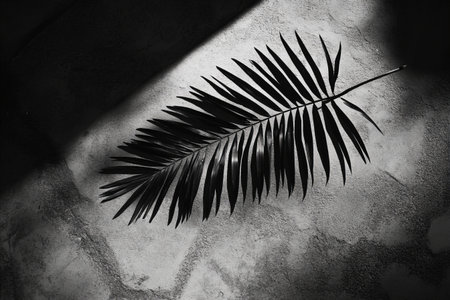 Black and white palm leaf shadow on cement wall background. Black and white tone.