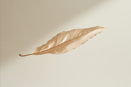 Leaf of a bird on a white background with a shadow.の写真素材