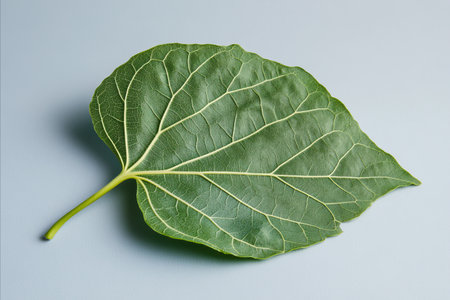 Macro shot of a single vibrant green leaf with a detailed network of light colored veins. The leaf...