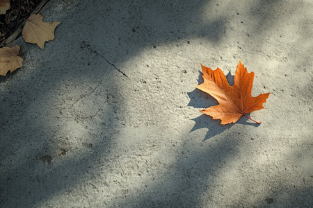 Maple leaf on concrete floor with shadow. Autumn season concept.の写真素材