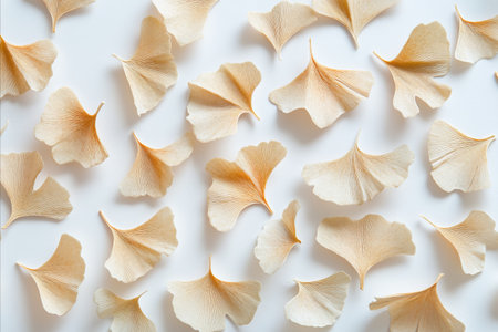 Close up of dried ginkgo leaves isolated on white background.の写真素材