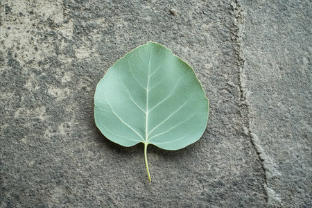 Close-up of a single, light-green leaf, ovate shape, with visible veins, resting on a dark gray...