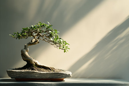 A beautifully shaped miniature bonsai tree in a rustic pot. A strong diagonal beam of sunlight illuminates the wall behind, creating a peaceful and artistic scene of tranquility.の写真素材
