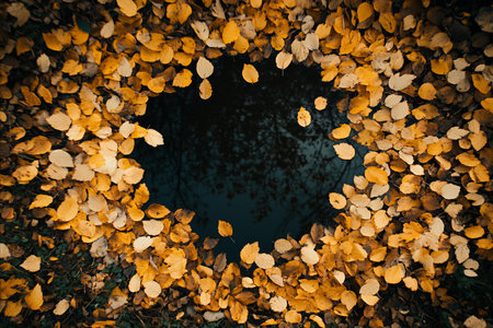 A top down view of vibrant yellow and orange autumn leaves scattered on the dark ground, creating a...