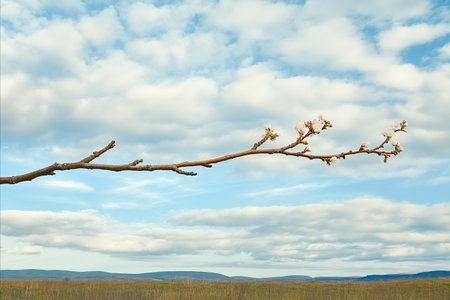 Blossoming branch of apricot on a background of blue skyの写真素材