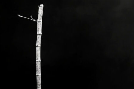 A stark, minimalist composition featuring a single bamboo stalk in black and white, set against a...