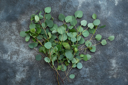 A beautiful flat lay of silver dollar eucalyptus stems with their distinctive round leaves arranged...