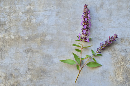 Two delicate purple lavender flower stalks with green leaves are artfully arranged on a light gray,...