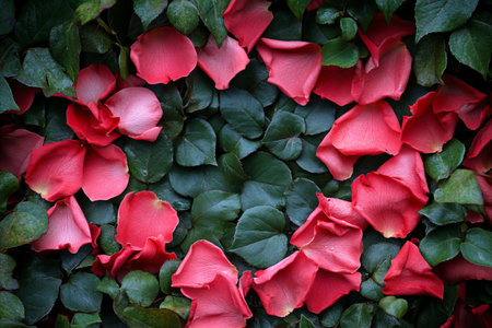 Close-up view of scattered red rose petals on a bed of dark green leaves, creating a vibrant...