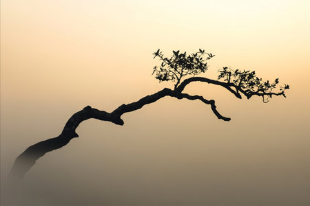 A solitary tree branch, silhouetted against a soft, hazy, and warm-toned sunset sky, creating a serene and minimalist natural scene.の写真素材