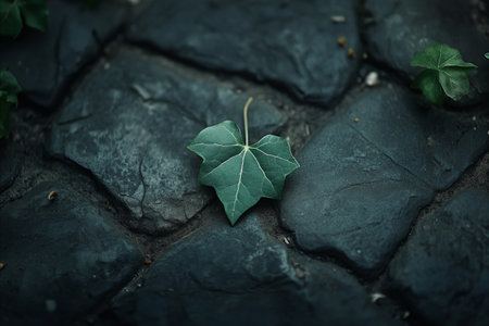 Single green leaf rests on dark, textured stone pavement. The contrast highlights the leafs delicate...