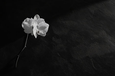 Black and white close up of a single orchid flower against a dark background. The image is stark and minimalist, with a focus on the delicate details of the flower.の写真素材