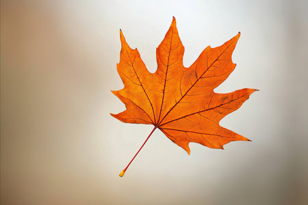 A detailed macro shot of a beautiful orange autumn maple leaf showcasing its delicate veins and...